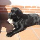 Al sol